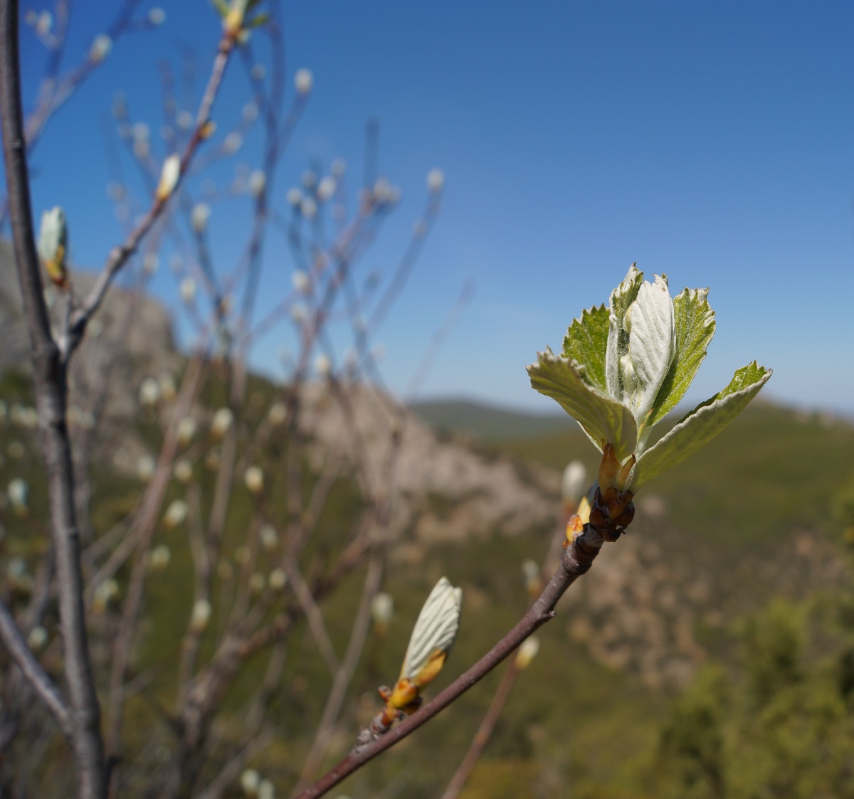 Image of Sorbus taurica specimen.