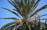 Phoenix dactylifera