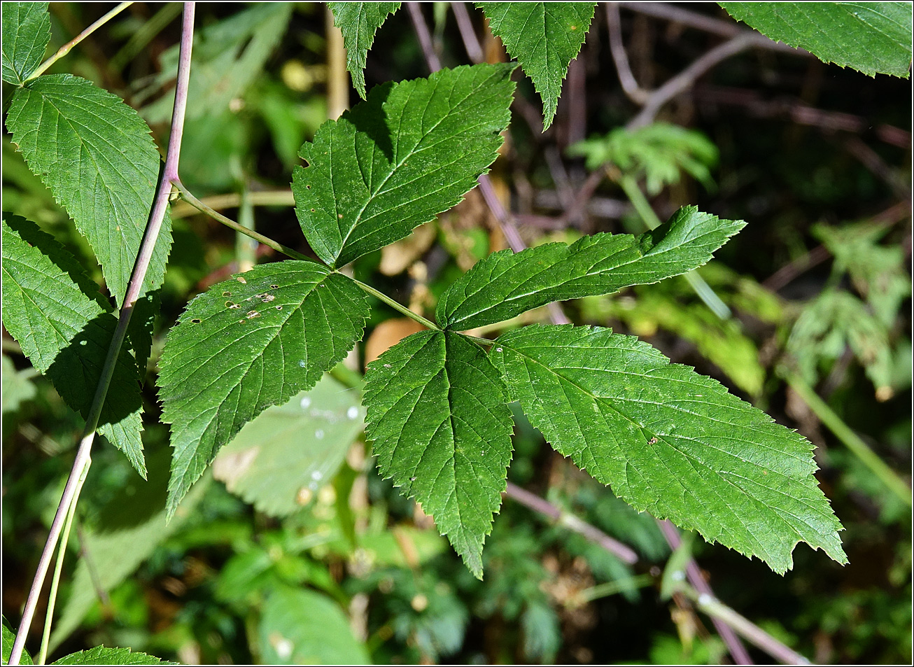 Image of Rubus idaeus specimen.