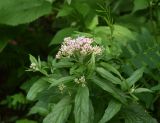 Eupatorium cannabinum. Верхушка расцветающего растения. Республика Адыгея, правый борт ручья Берёзовый, поляна перед штольней № 3, луг. 31 июля 2022 г.