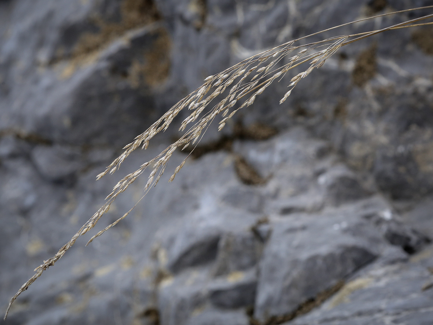 Image of familia Poaceae specimen.