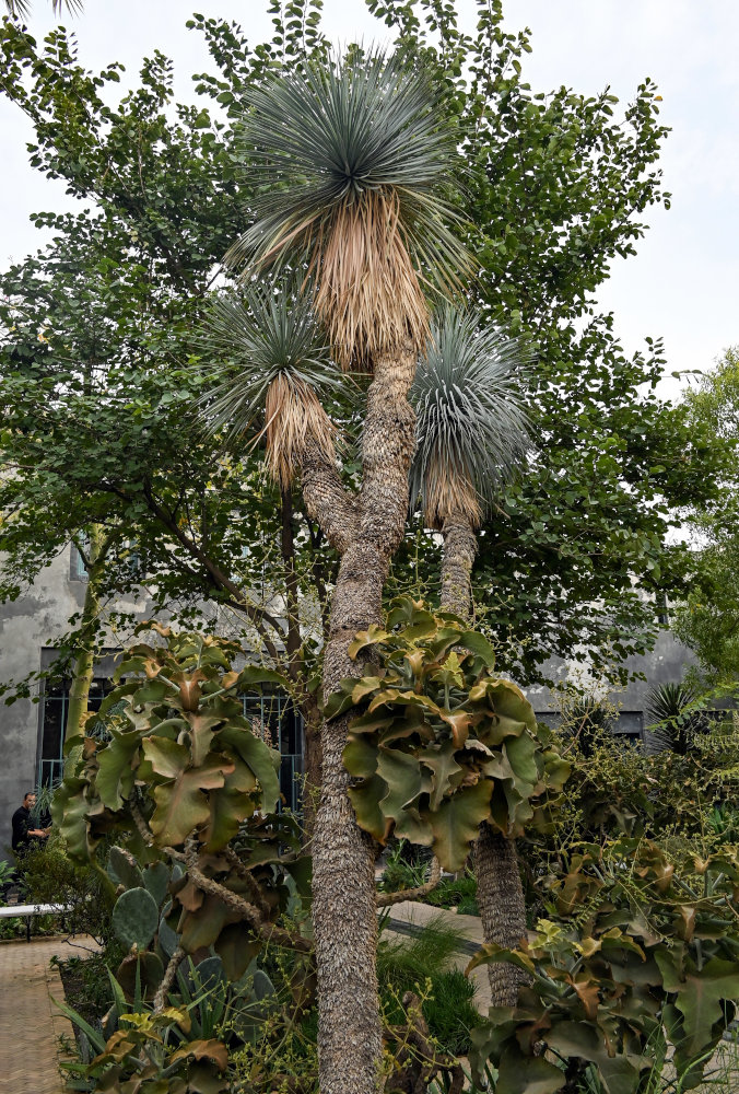 Изображение особи Yucca rostrata.