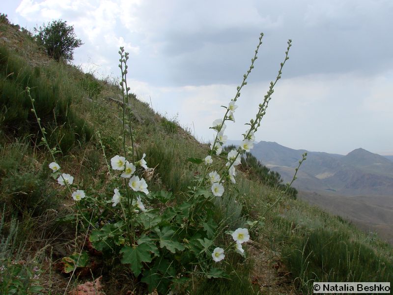 Image of Alcea nudiflora specimen.