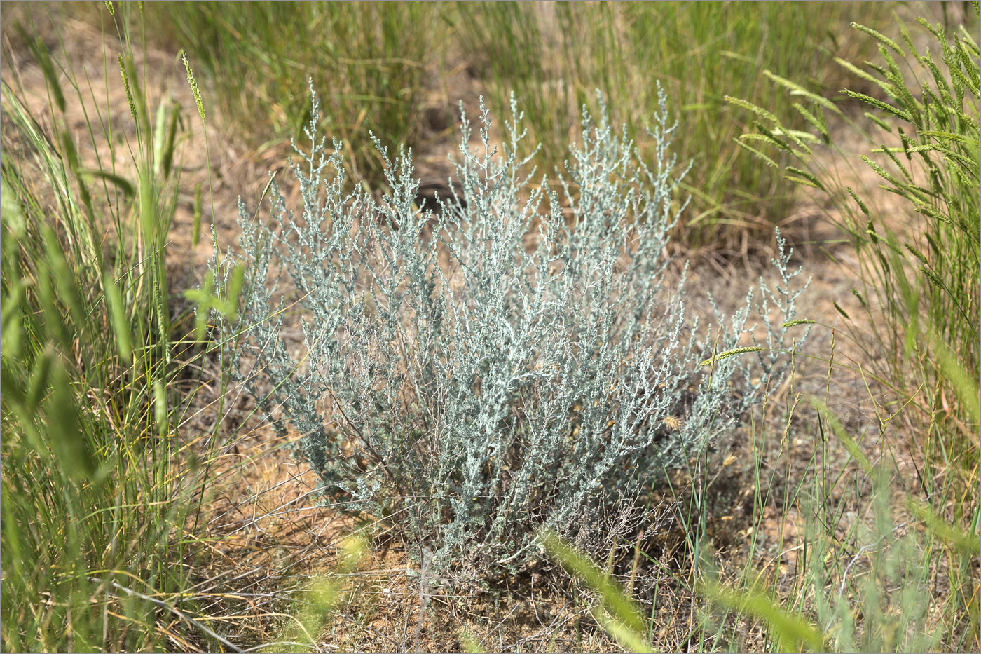 Image of genus Artemisia specimen.