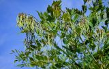 Sophora flavescens. Верхушка плодоносящего растения. Приморье, окр. г. Находка, бухта Прогулочная, окраина каменистого пляжа. 05.08.2021.