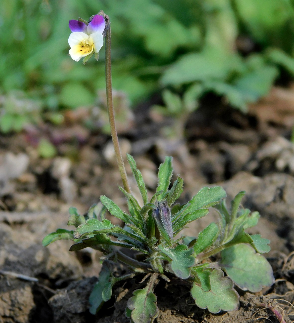 Image of Viola hymettia specimen.