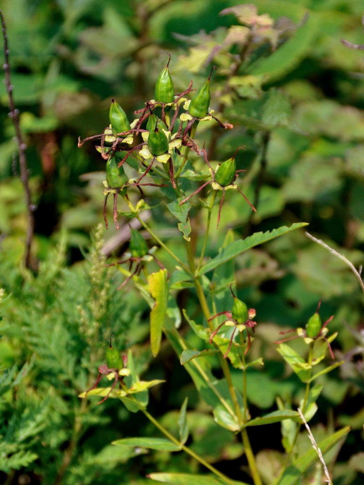 Изображение особи Hypericum gebleri.