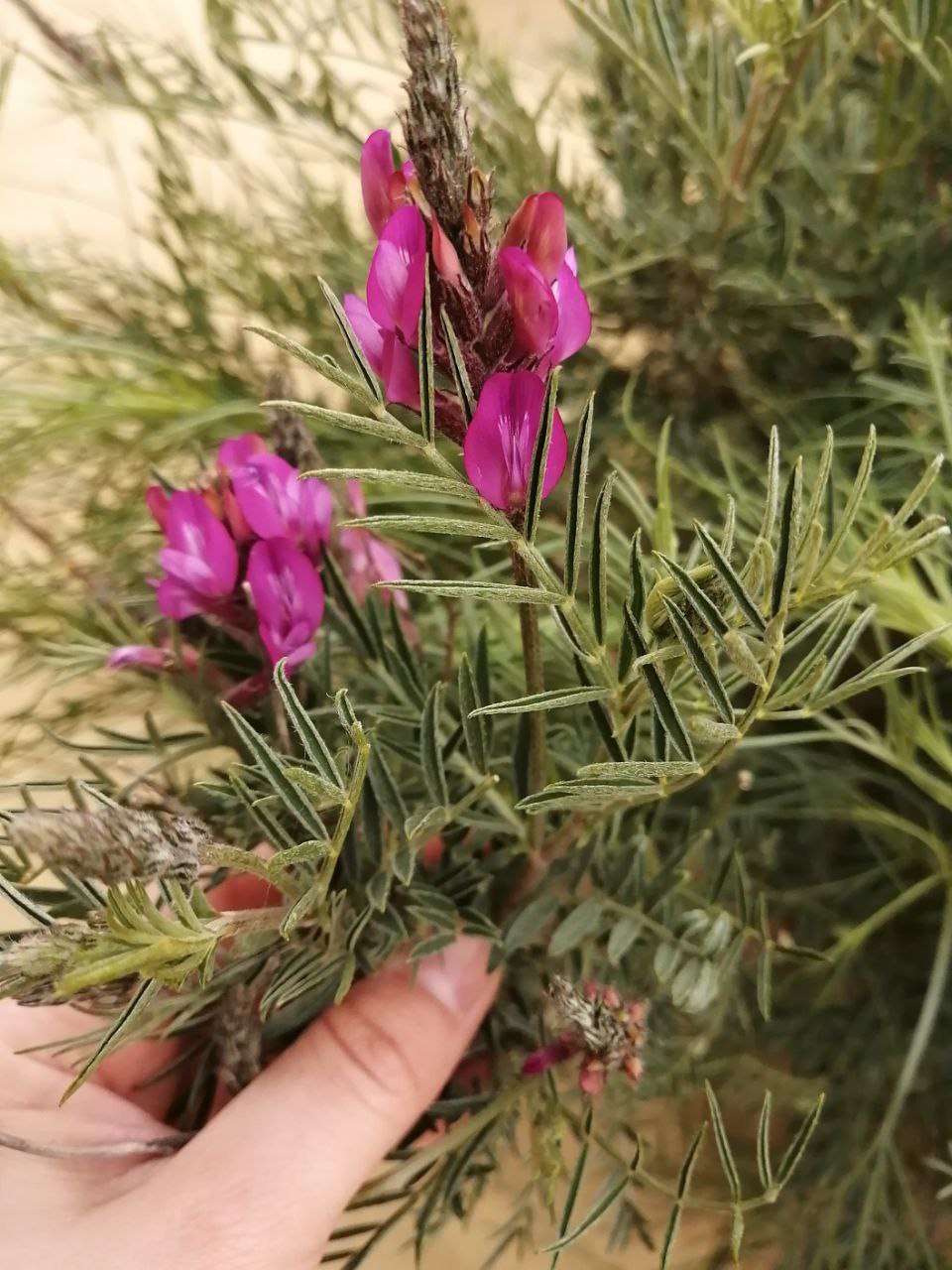 Изображение особи Astragalus varius.