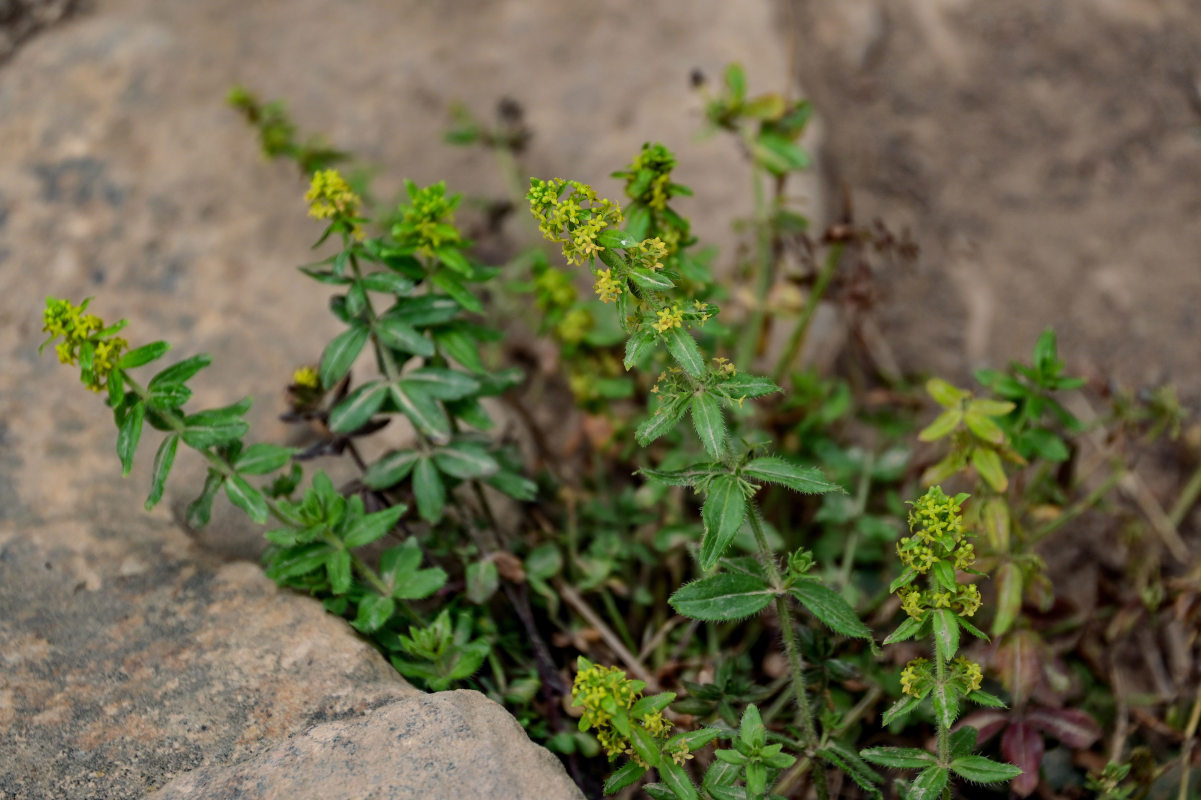 Изображение особи род Cruciata.