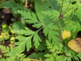 Geranium robertianum