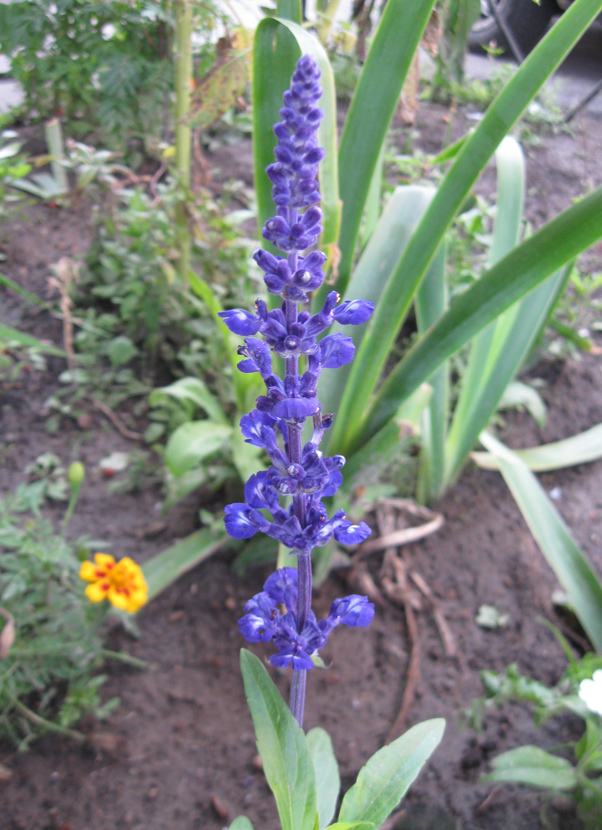 Image of Salvia farinacea specimen.