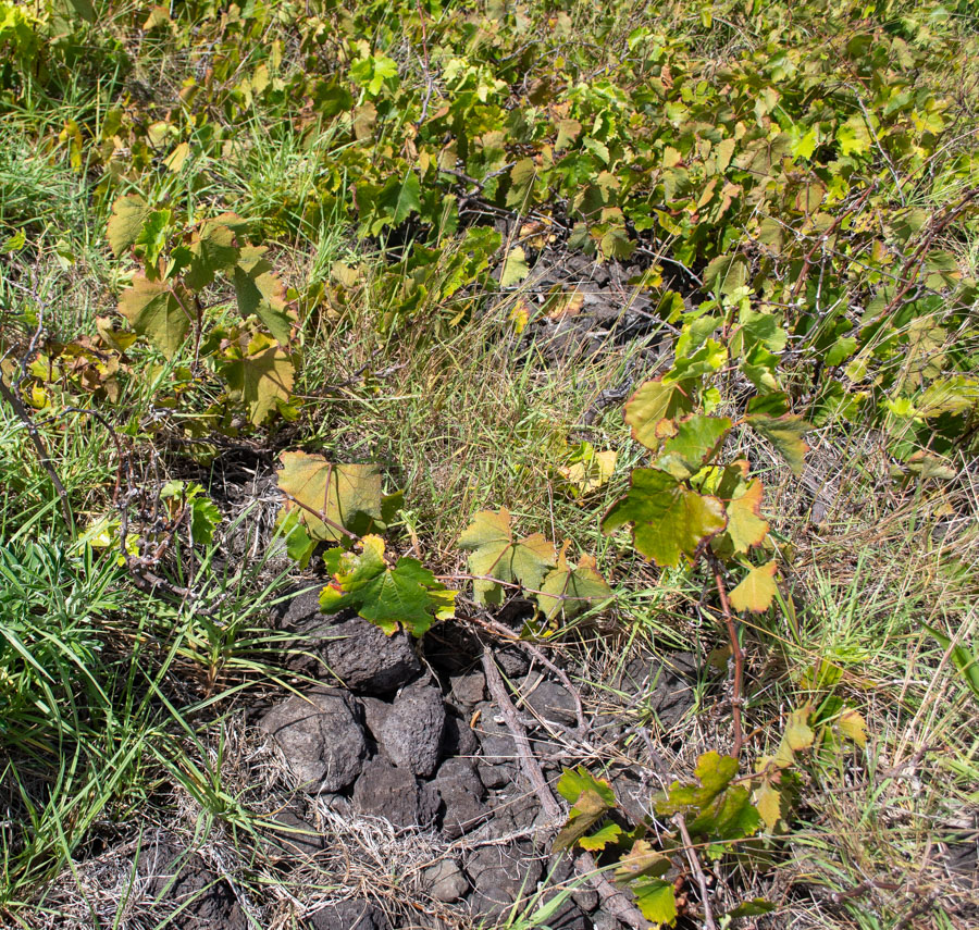 Изображение особи Vitis vinifera.