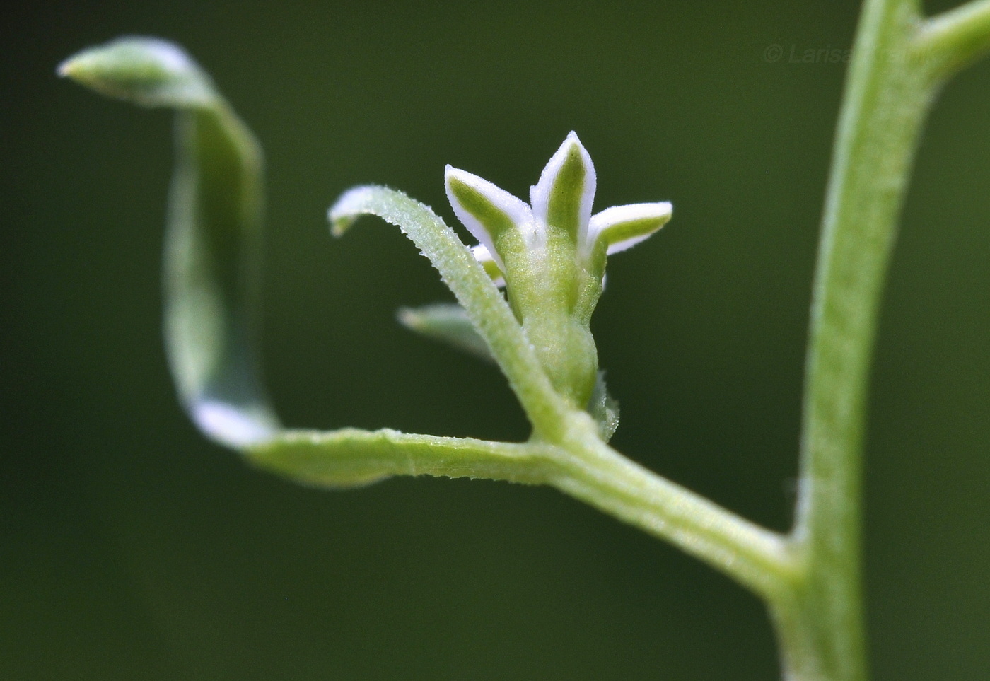 Image of Thesium chinense specimen.