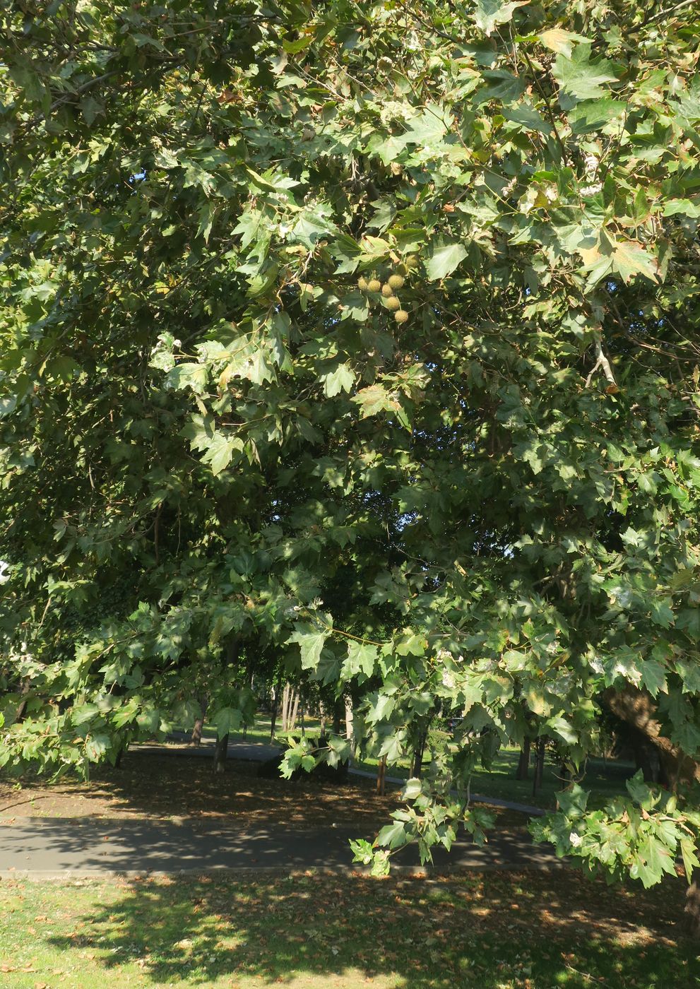 Image of Platanus orientalis specimen.