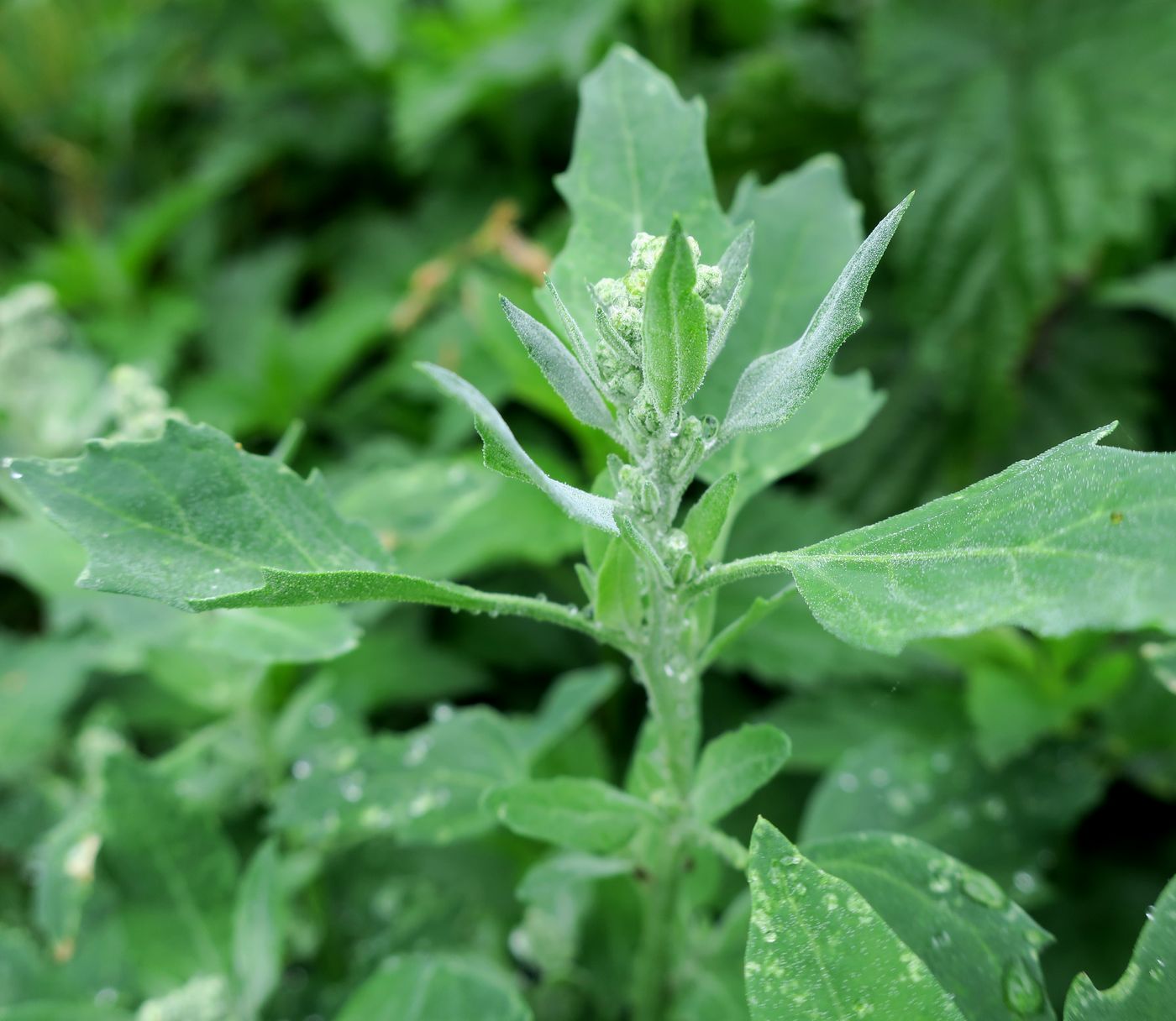 Изображение особи Chenopodium album.