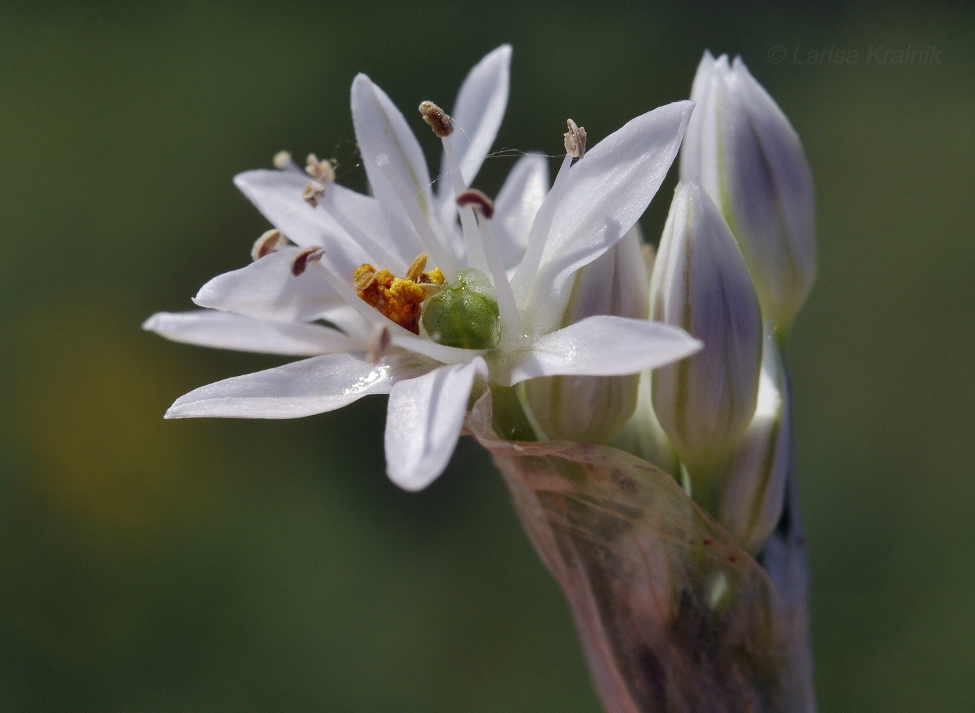 Изображение особи Allium ramosum.