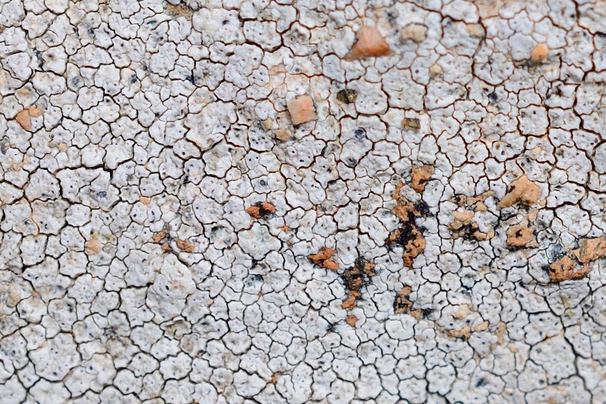 Image of genus Aspiciliella specimen.