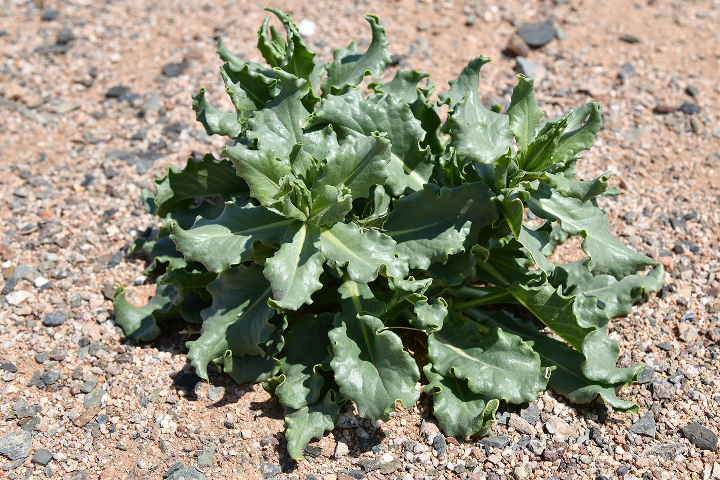 Image of Jurinea robusta specimen.