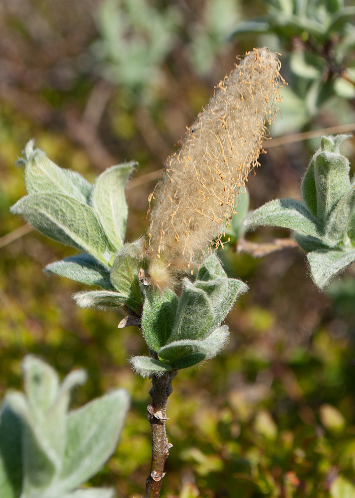 Изображение особи Salix lanata.
