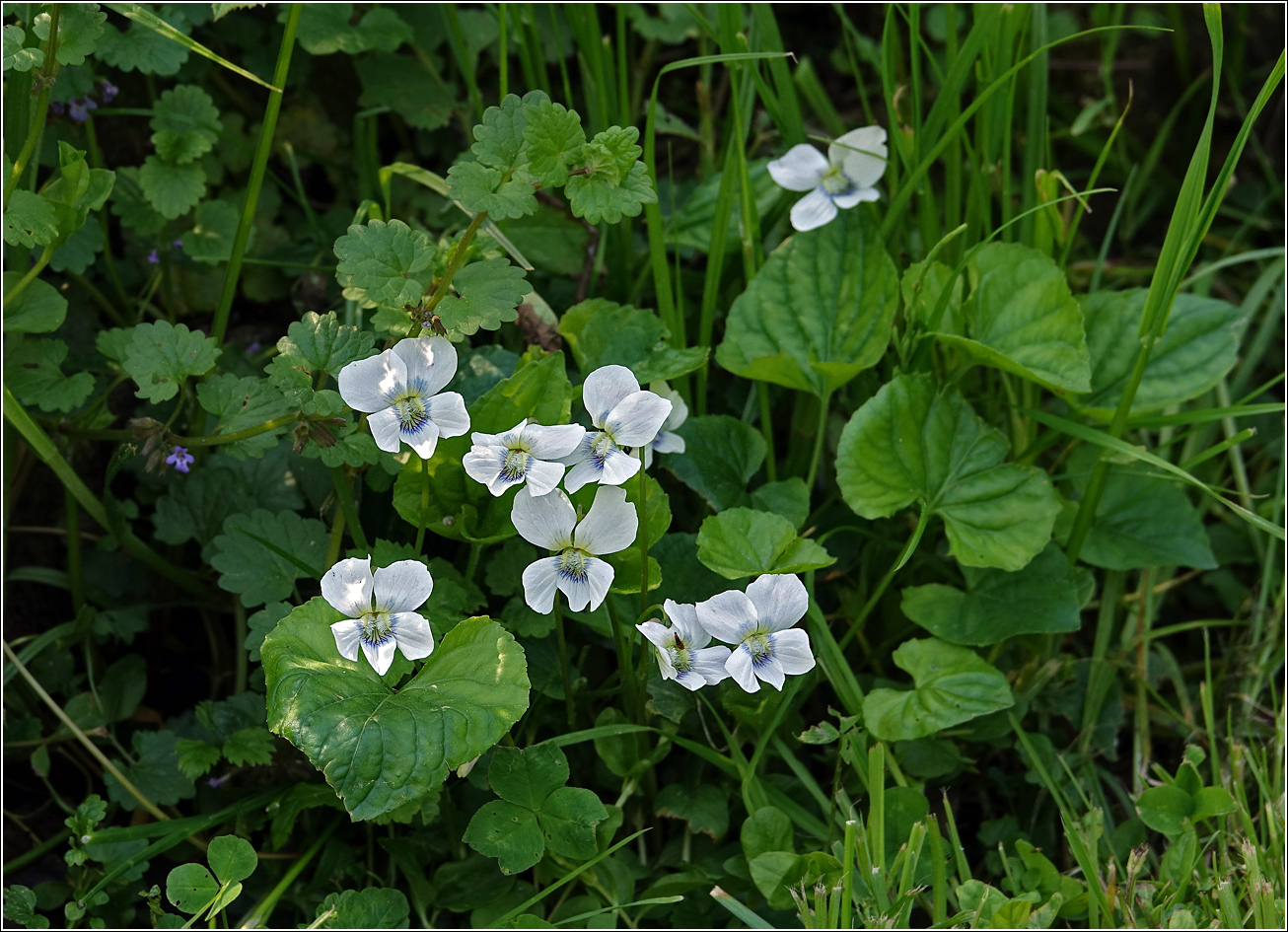 Image of Viola sororia specimen.