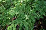 Dryopteris expansa. Спороносящее растение. Курильские о-ва, о-в Кунашир, вулкан Менделеева, ≈ 400 м н.у.м., широколиственный лес. 21.08.2022.