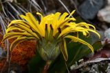 Taraxacum tianschanicum