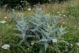 Cirsium argillosum. Расцветающие растения. Чечня, Веденский р-н, с. Хой, ≈ 1800 м н.у.м., луговой склон. 25.07.2022.