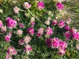 Hedysarum minjanense