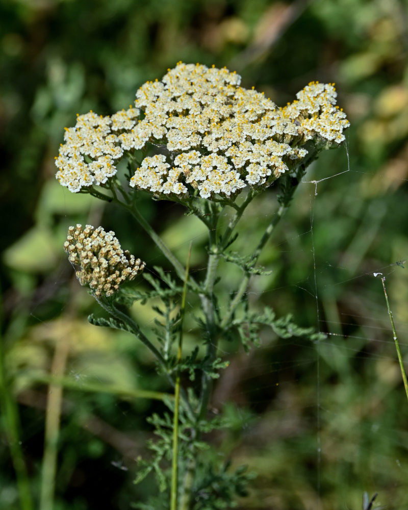Image of Achillea nobilis specimen.