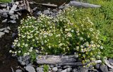 Tripleurospermum tetragonospermum