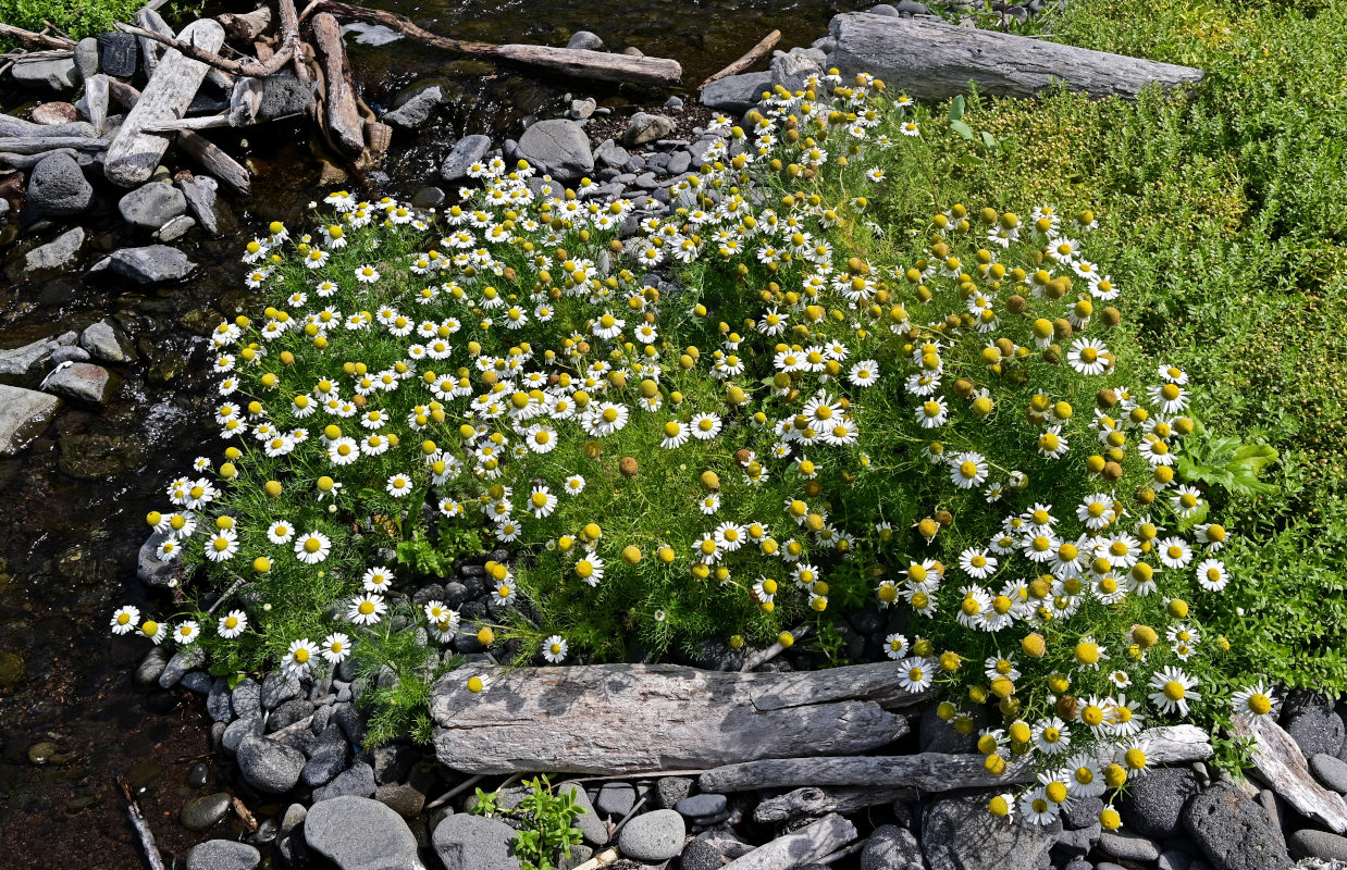 Изображение особи Tripleurospermum tetragonospermum.