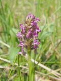 Dactylorhiza incarnata. Верхняя часть цветущего растения. Ульяновская обл., Новомалыклинский р-н, окр. с. Стар. Малыкла, долина р. Б. Черемшан, местами заболоченный поросший ивняком луг. 28.05.2023.