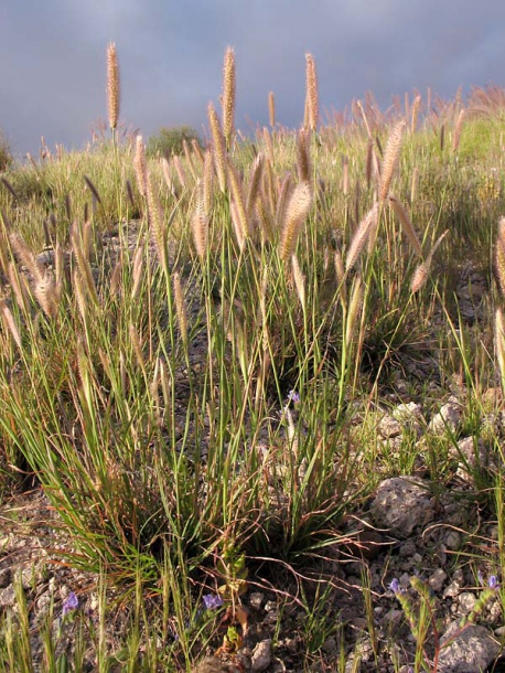 Image of Tetrapogon villosus specimen.