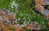 Gypsophila tenuifolia. Цветущие растения в сообществе с Alchemilla (лопастные листья). Ингушетия, Джейрахский р-н, перевал Цей-Лоам, ≈ 2200 м н.у.м., на скале. 24.07.2022.