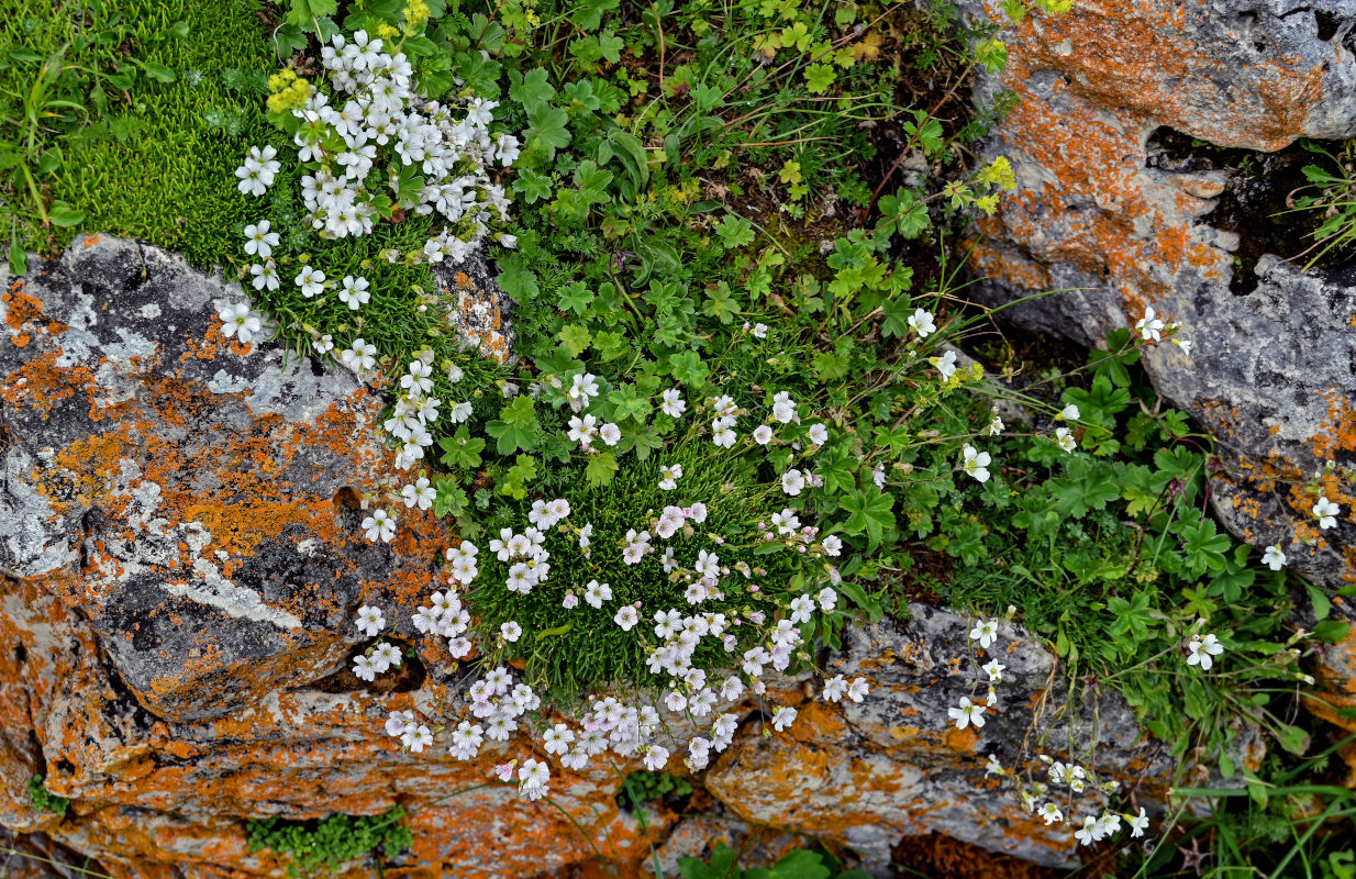 Image of Gypsophila tenuifolia specimen.