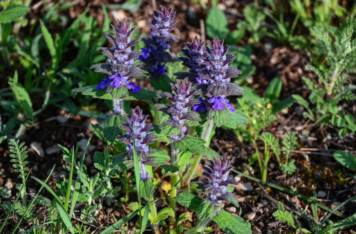 Image of Ajuga genevensis specimen.