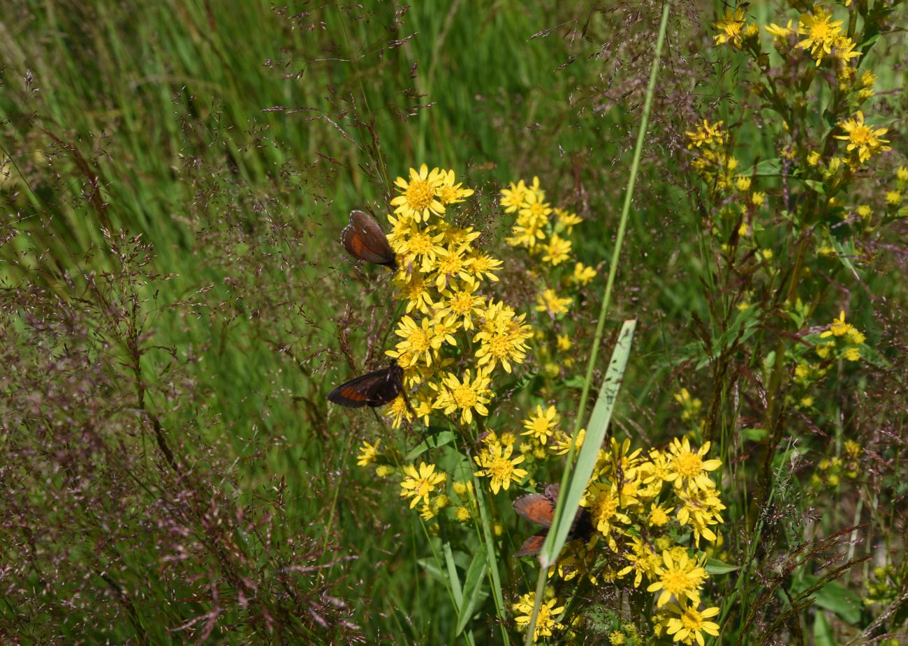 Изображение особи Solidago virgaurea.