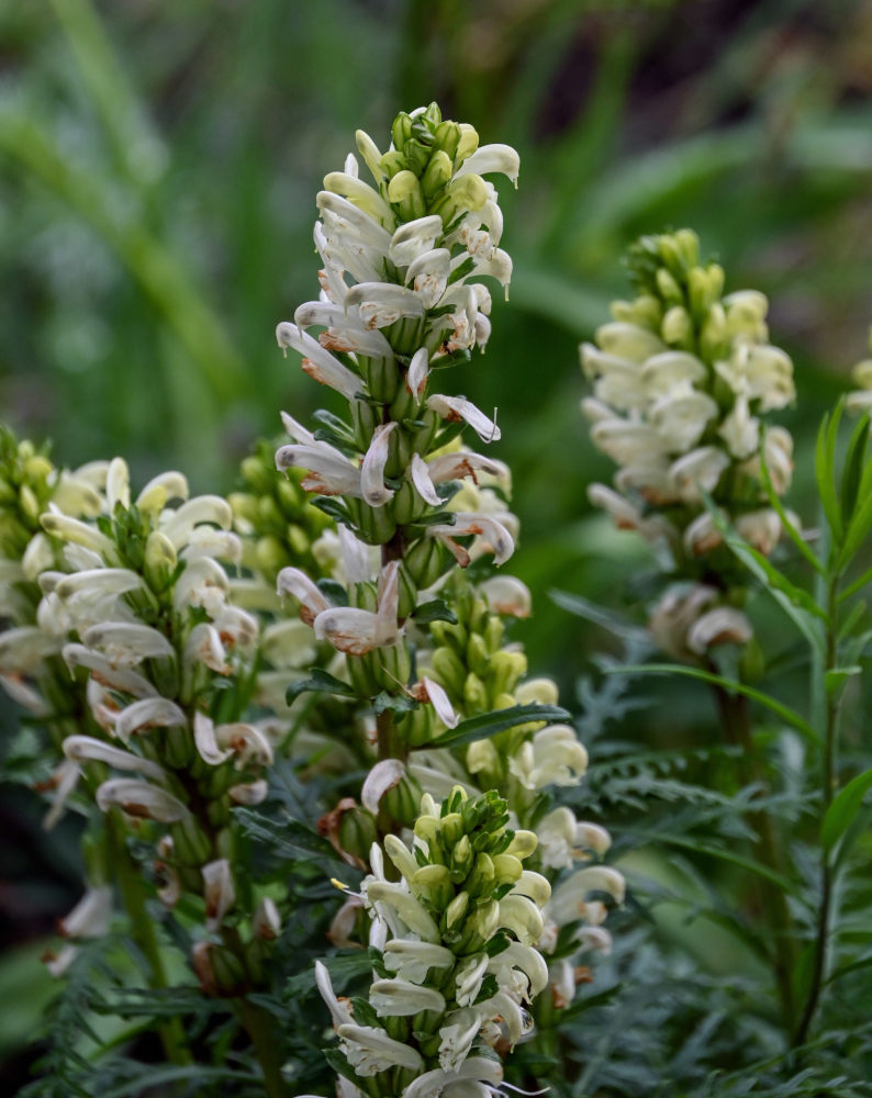 Image of Pedicularis sibirica specimen.