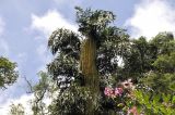 Caryota urens