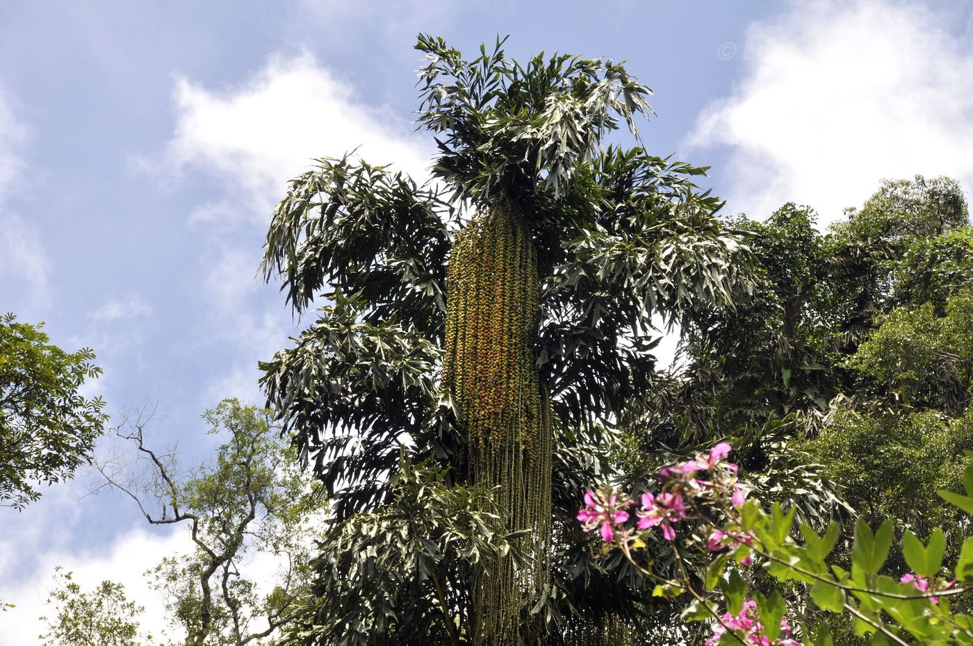 Image of Caryota urens specimen.