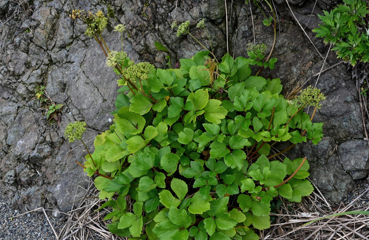 Image of Ligusticum scoticum specimen.