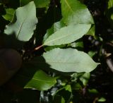 Salix caucasica. Листья (вид на абаксиальную поверхность). Кабардино-Балкария, Эльбрусский р-н, западная часть котловины оз. Донгуз-Орун, берег ручья Медвежий. 28 августа 2023 г.