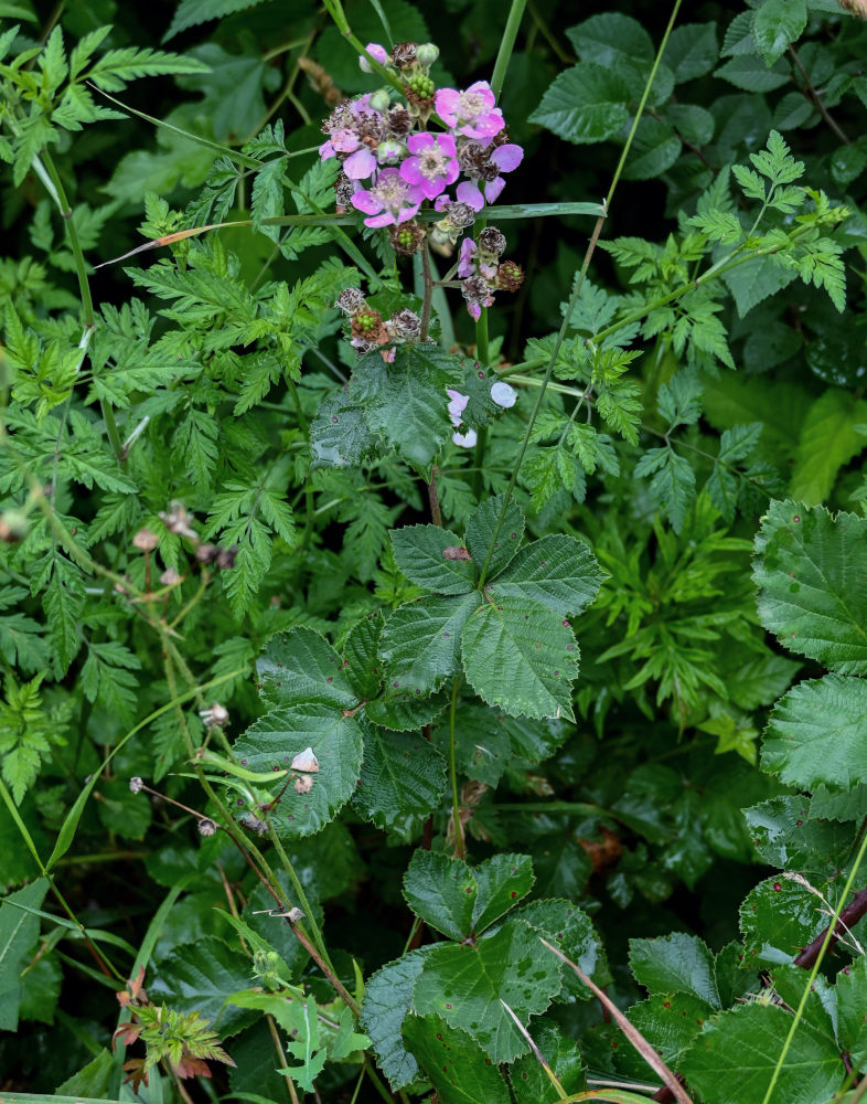 Image of Rubus sanctus specimen.