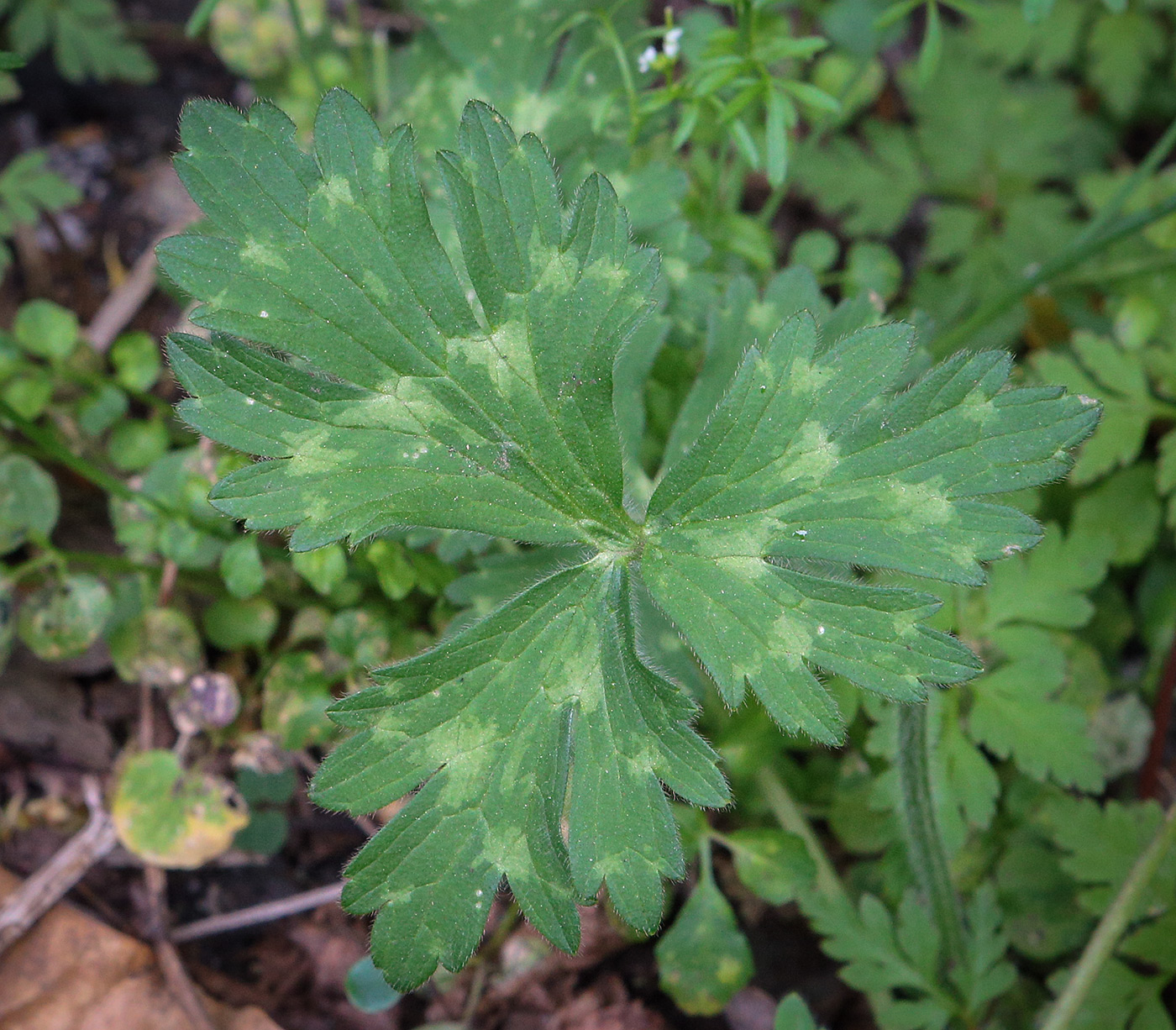 Image of Ranunculus aleae specimen.