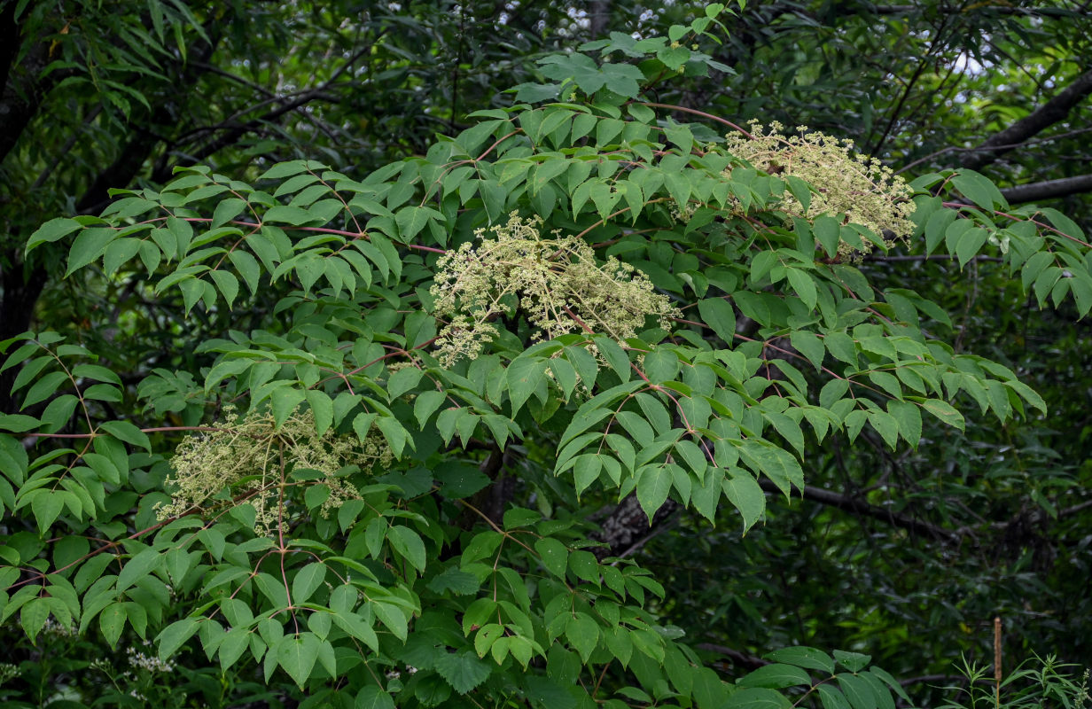 Изображение особи Aralia elata.