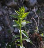 genus Euphorbia