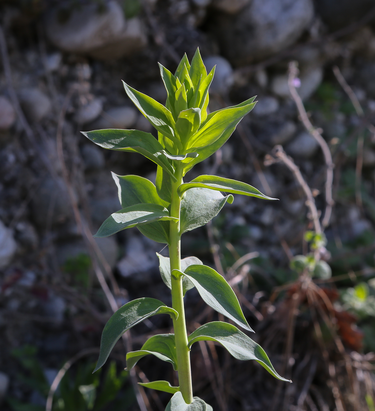 Image of genus Euphorbia specimen.