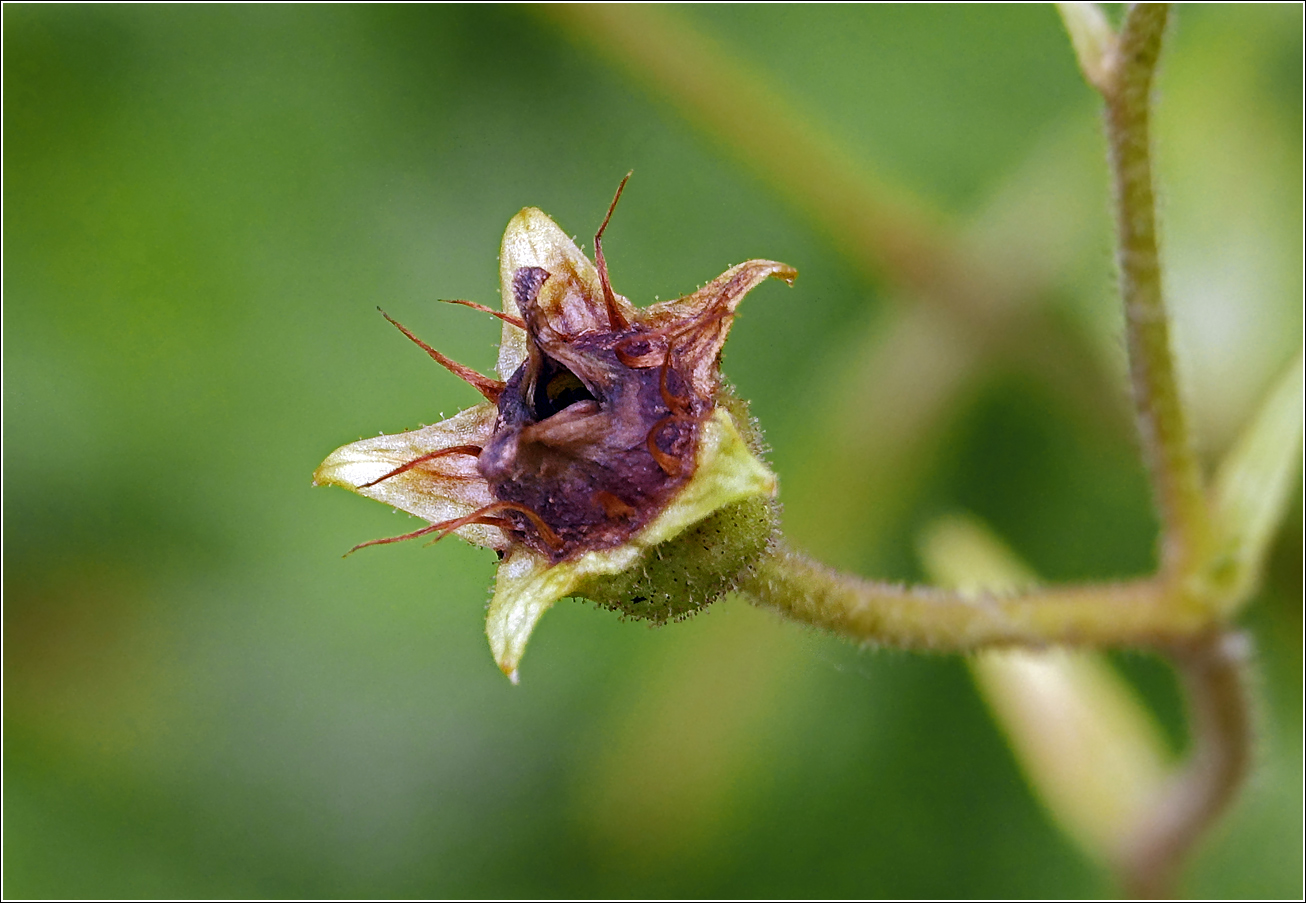 Image of Saxifraga &times; arendsii specimen.