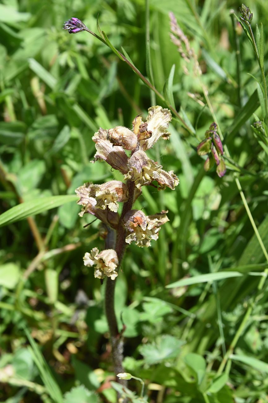 Изображение особи Orobanche owerinii.