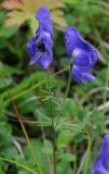 Aconitum delphiniifolium. Соцветие. Магаданская обл., Примагаданье, мыс Островной. 25 июля 2010 г.